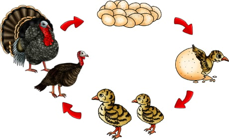 Life Cycle of a Turkey