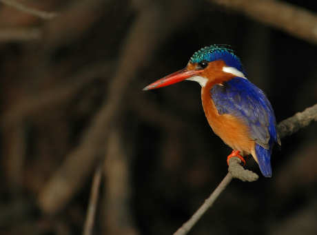 Malachite Kingfisher spotted by the Gambia River.