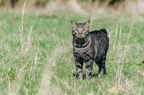 Manx cat