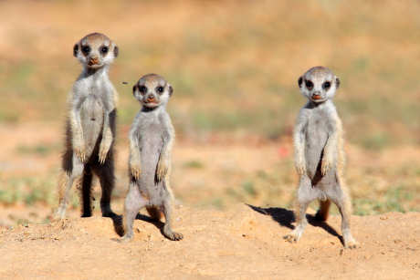 Meerkat babies in the Kalahari Desert