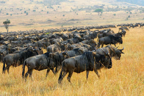Migration of wildebeest to Masai Mara