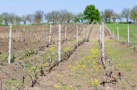 Vineyards in Moldova