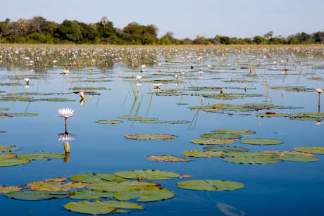 Okavango Delta