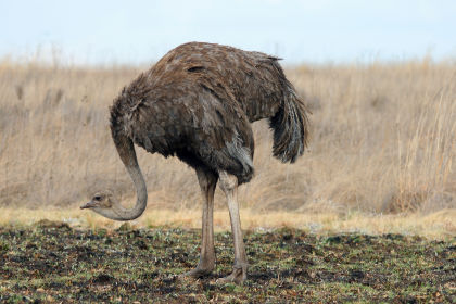 Ostrich activities for kids