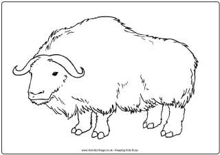 Ox colouring pages