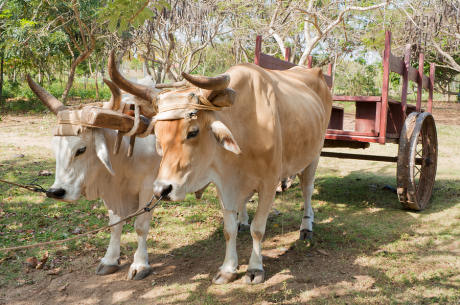 Oxen pulling cart