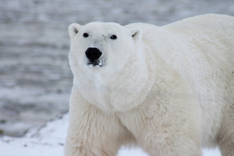 Polar Bears at Activity Village