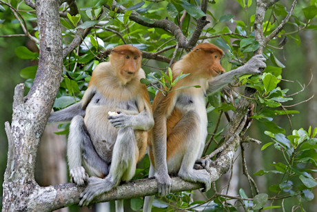 proboscis monkey monkeys brunei mangrove forest coastal resident borneo tablets phones desktop mobile wallpapers hd animals narigudo activityvillage