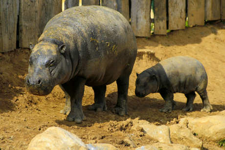 Pygmy hippos