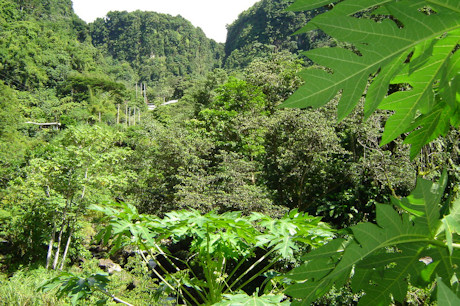 Rainforest in Dominica