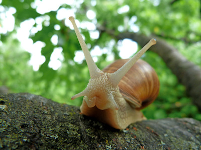 Snails at Activity Village