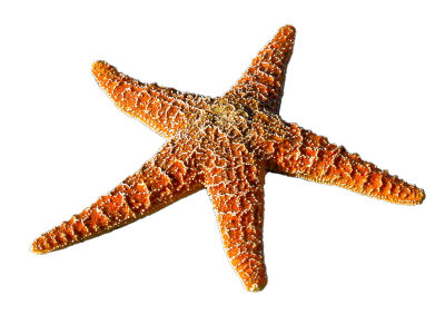 Starfish at Activity Village