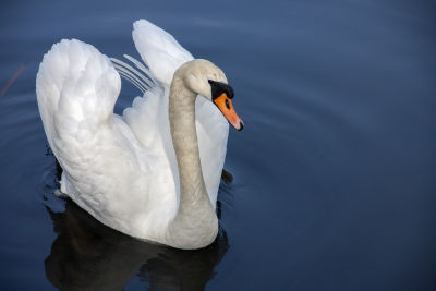 Swans at Activity Village