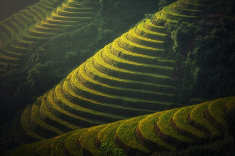 Terraces of rice fields in rural Vietnam
