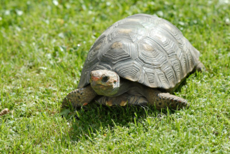 Tortoise