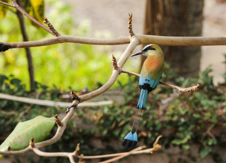 turquoise browed motmot, national bird of Nicaragua