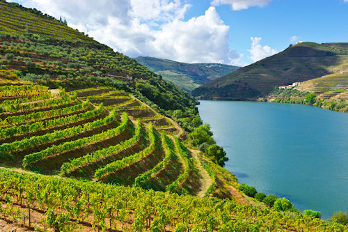 Vineyards in the Douro Valley, Portugal