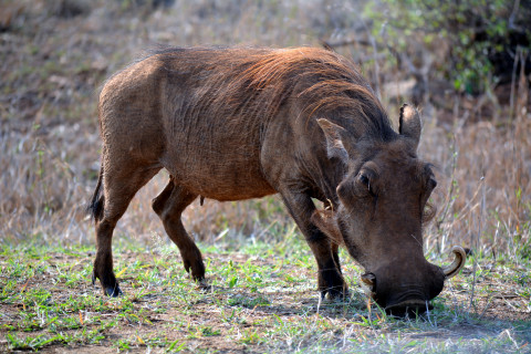 Warthogs at Activity Village