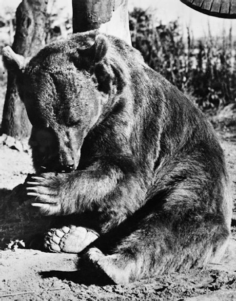 Wojtek in Scotland after the war