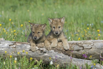 Cute wolf cubs
