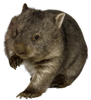 Wombat theme for kids