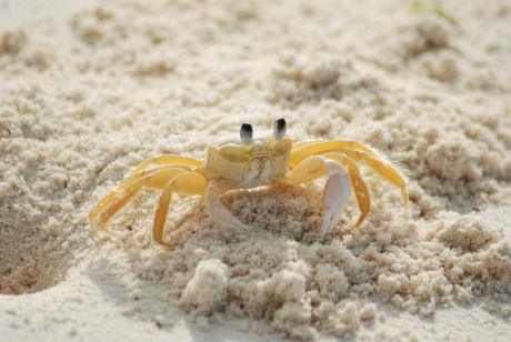 A yellow ghost crab