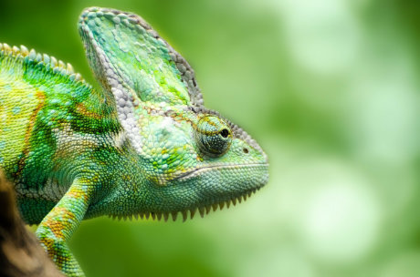 Yemen Chameleon Yemen Chameleon