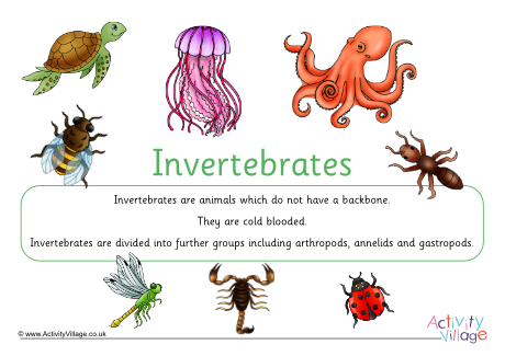 Invertebrates Display Poster Invertebrates Display Poster