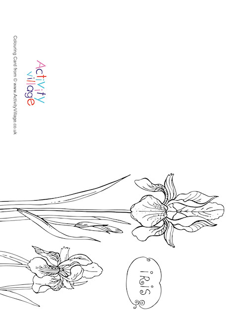 Iris Colouring Card