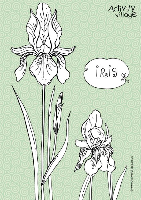 Iris colouring page 2