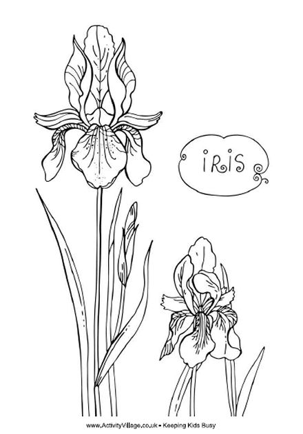 Iris colouring page