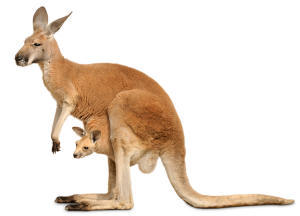 K is for ... Kangaroo!