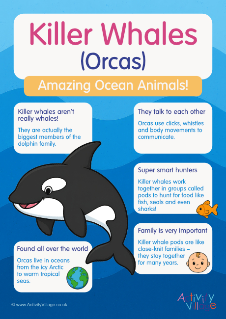 Killer Whales Poster Killer Whales Poster