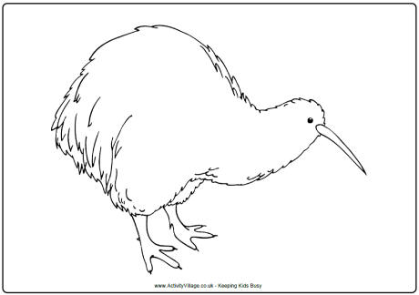 Kiwi colouring page
