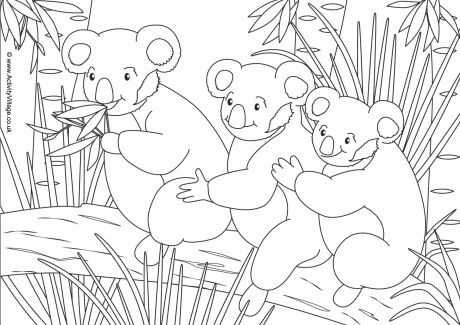 Koala scene colouring page