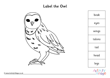 Label Parts Of An Owl