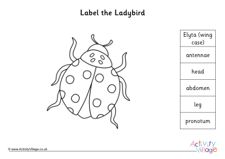 Label the ladybird worksheet