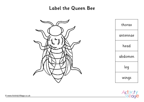 Label the queen bee worksheet