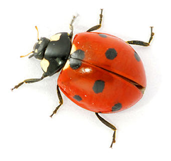 Ladybirds