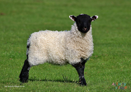 Lamb Poster