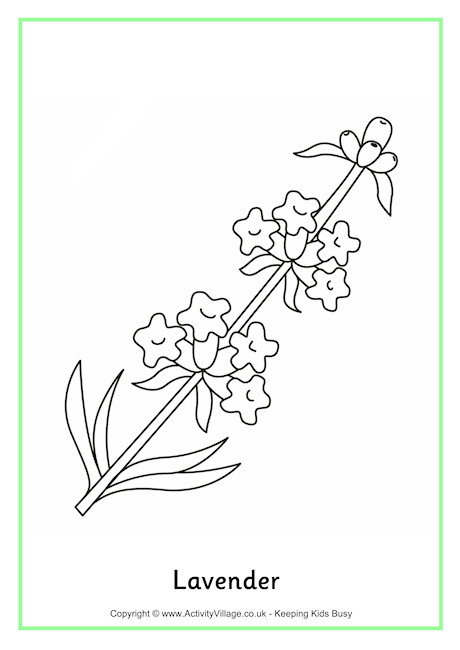 Lavender Colouring Page