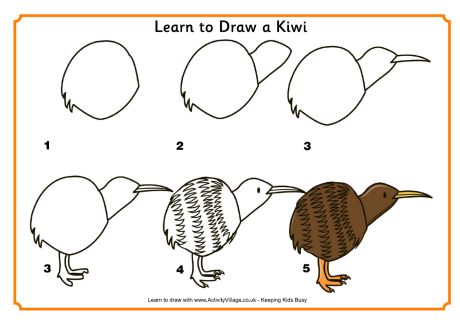 Learn to draw a kiwi