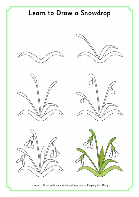Learn to draw a snowdrop