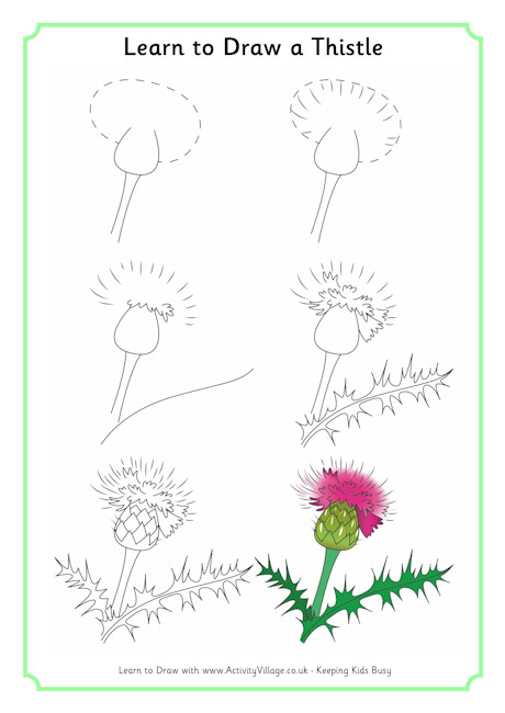 Learn to draw a thistle