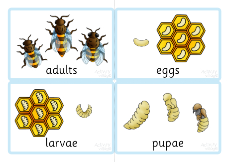 Life cycle of a honey bee sequencing cards