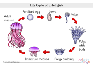 Life Cycle of a Jellyfish