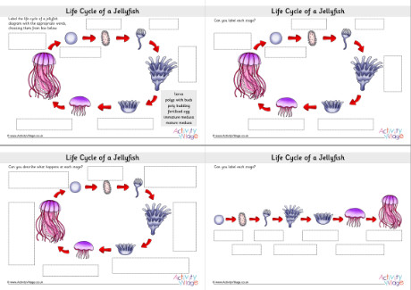 Life cycle of a jellyfish labelling worksheets