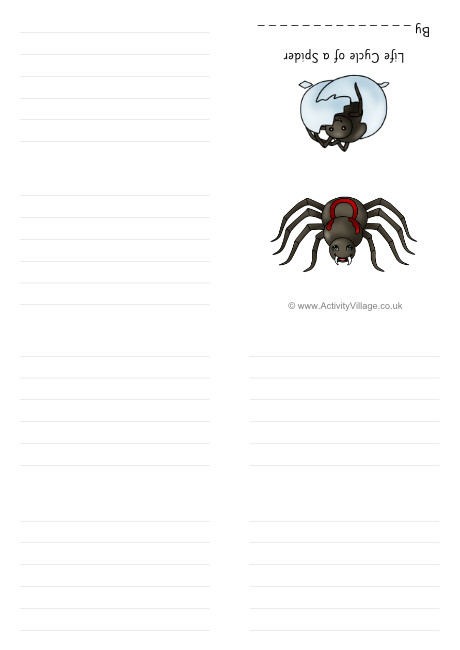 Life Cycle Of A Spider Booklet Life Cycle Of A Spider Booklet