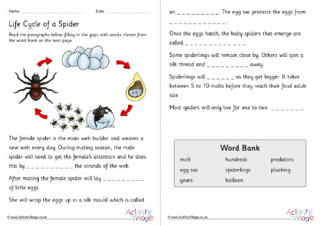 Life Cycle Of A Spider Cloze