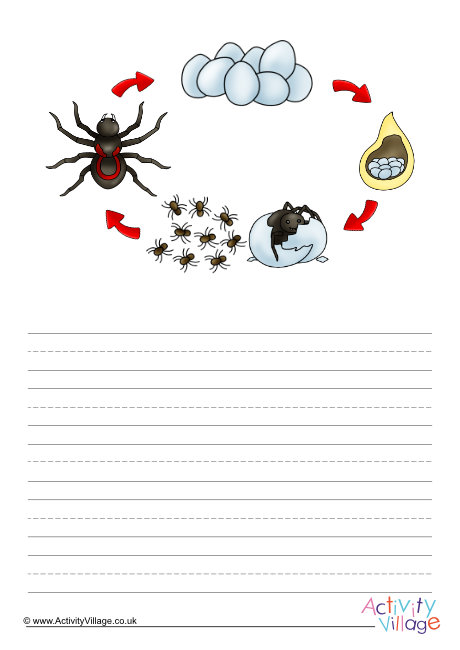 Life Cycle Of A Spider Story Paper Life Cycle Of A Spider Story Paper